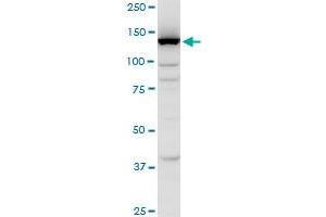 Western Blotting (WB) image for anti-EGF-Like, Fibronectin Type III and Laminin G Domains (EGFLAM) (AA 914-1001) antibody (ABIN566816)