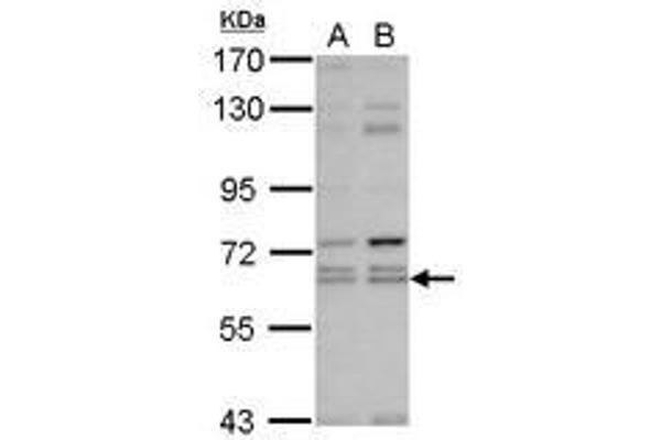 KLHL12 抗体  (AA 81-341)