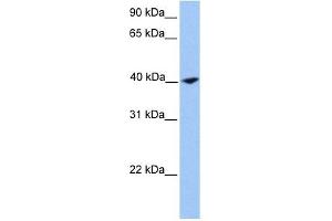 Calponin 2 antibody used at 1 ug/ml to detect target protein.