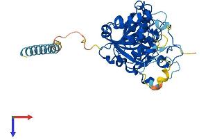 GLT8D2 Protein (AA 1-349) (His tag)