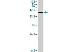 Western Blot detection against Immunogen (38. (TNC Antikörper  (AA 181-290))