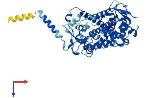 AlphaFold protein structure predicition of Mouse Recombinant Cyp2j6 Protein, UniprotID O54750