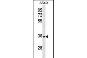CD5L Antibody (N-term) (ABIN1881187 and ABIN2838855) western blot analysis in A549 cell line lysates (35 μg/lane). (CD5L Antikörper  (N-Term))