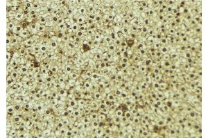 ABIN6273350 at 1/100 staining Mouse liver tissue by IHC-P. (WWP1 Antikörper  (Internal Region))