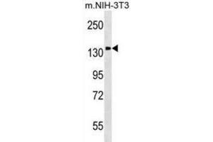 Western Blotting (WB) image for anti-Phosphatidylinositol Transfer Protein, Membrane-Associated 1 (PITPNM1) antibody (ABIN2999313) (PITPNM1 Antikörper)