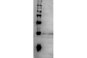 Western Blotting (WB) image for anti-CD248 Molecule, Endosialin (CD248) (full length) antibody (ABIN2452152)