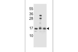 HOPX Antibody (C-term) (ABIN655402 and ABIN2844948) western blot analysis in Ramos,,293 cell line lysates (35 μg/lane).