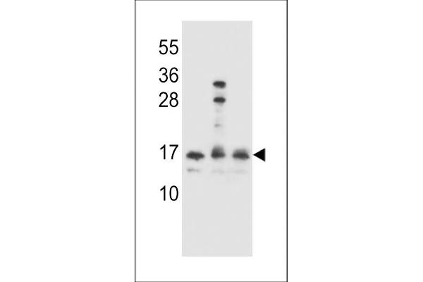 HOPX antibody  (C-Term)