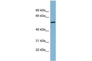 WB Suggested Anti-MIER2 Antibody Titration: 0. (MIER2 Antikörper  (Middle Region))