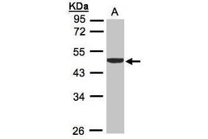 WB Image Sample (30μg whole cell lysate) A:H1299 10% SDS PAGE antibody diluted at 1:1000