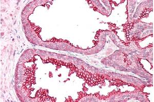 ABIN185237 (5µg/ml) staining of paraffin embedded Human Prostate. (RGS18 Antikörper  (C-Term))