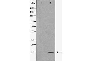 Western blot analysis of extracts of HeLa  using H3K27me1 antibody. (Histone 3 Antikörper  (H3K27me))