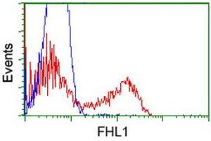 HEK293T cells transfected with either RC203478 overexpress plasmid (Red) or empty vector control plasmid (Blue) were immunostained by anti-FHL1 antibody (ABIN2453043), and then analyzed by flow cytometry. (FHL1 Antikörper)