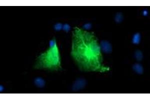 Immunofluorescence (IF) image for anti-phosphofructokinase, Platelet (PFKP) antibody (ABIN1500163) (PFKP Antikörper)