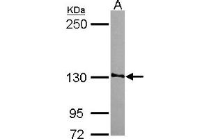 Western Blotting (WB) image for anti-Smg-7 Homolog, Nonsense Mediated mRNA Decay Factor (SMG7) (AA 719-1003) antibody (ABIN1501000) (SMG7 Antikörper  (AA 719-1003))