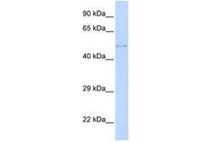 Image no. 1 for anti-Tetra-Peptide Repeat Homeobox 1 (TPRX1) (C-Term) antibody (ABIN6740482) (TPRX1 Antikörper  (C-Term))