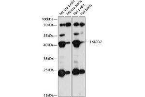 Western blot analysis of extracts of various cell lines, using TMOD2 antibody (ABIN7271012) at 1:1000 dilution. (TMOD2 Antikörper  (AA 120-200))