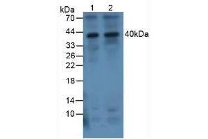 Western blot analysis of (1) Human 293T Cells and (2) Human Jurkat Cells. (IL-1 beta Antikörper  (AA 117-268))