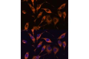 Immunofluorescence (IF) image for anti-Atlastin GTPase 2 (ATL2) (AA 390-470) antibody (ABIN7265713)