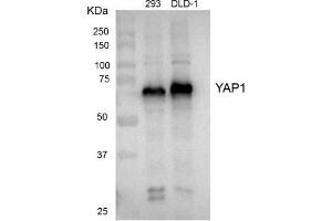 Western blot analysis of extracts from HEK 293 cells and DLD-1 cells using YAP1 antibody (1:1000). (YAP1 Antikörper)