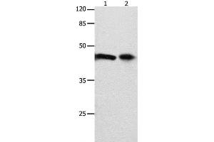 Western Blot analysis of 293T cell and Mouse intestinum tenue tissue using FOXL1 Polyclonal Antibody at dilution of 1:850 (FOXL1 Antikörper)
