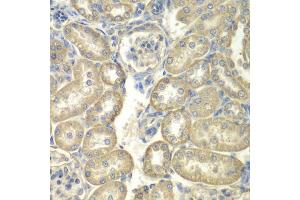 Immunohistochemistry of paraffin-embedded rat kidney using ACSL5 antibody (ABIN1870777) at dilution of 1:100 (40x lens).