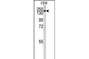 Western blot analysis of PI3KC2G antibody (N-term) (ABIN392551 and ABIN2842099) in CEM cell line lysates (35 μg/lane). (PI3KC2G Antikörper  (N-Term))