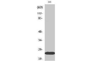 Western Blotting (WB) image for anti-Ephrin A1 (EFNA1) (Internal Region) antibody (ABIN3184514) (Ephrin A1 Antikörper  (Internal Region))