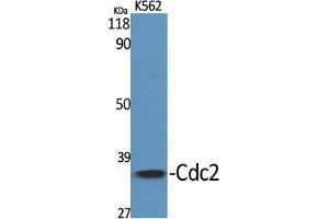 Western Blot (WB) analysis of specific cells using Cdc2 Polyclonal Antibody.