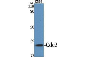 Western Blot (WB) analysis of specific cells using Cdc2 Polyclonal Antibody. (CDK1 Antikörper  (Ser216))