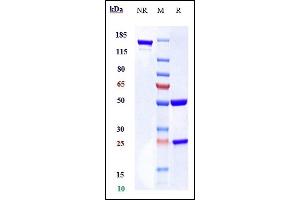 Anti-CCR4 / CD194 Reference Antibody (mogamulizumab) on SDS-PAGE under reducing (R) condition.