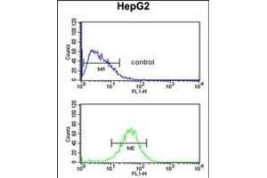 ACTL6B Antibody (N-term) (ABIN651520 and ABIN2840276) flow cytometric analysis of HepG2 cells (bottom histogram) compared to a negative control cell (top histogram). (Actin-Like 6B Antikörper  (N-Term))