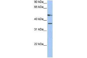 WB Suggested Anti-FOXD4 Antibody Titration:  0. (FOXD4 Antikörper  (C-Term))