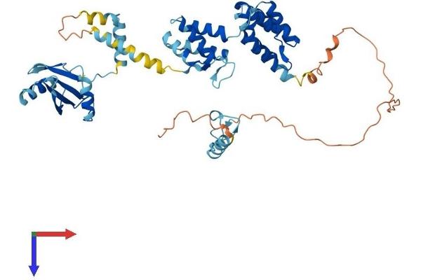 PNMA3 Protein (AA 1-463) (His tag)