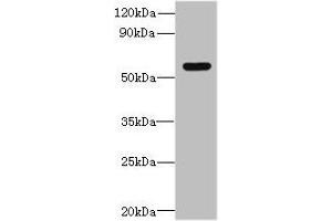 Western blot All lanes: SLC35F5 antibody at 6 μg/mL + Hela whole cell lysate Secondary Goat polyclonal to rabbit IgG at 1/10000 dilution Predicted band size: 59, 28 kDa Observed band size: 59 kDa (SLC35F5 Antikörper  (AA 122-242))