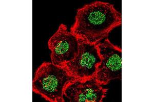 Immunofluorescence (IF) image for anti-Homeobox and Leucine Zipper Encoding (HOMEZ) antibody (ABIN2995832)