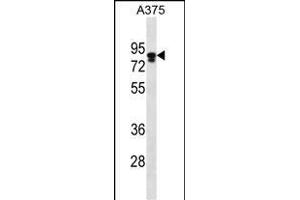MLPH Antibody (C-term) (ABIN656542 and ABIN2845806) western blot analysis in  cell line lysates (35 μg/lane).