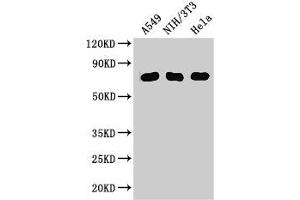 Western Blot Positive WB detected in: A549 whole cell lysate, NIH/3T3 whole cell lysate, Hela whole cell lysate All lanes: MX1 antibody at 3 μg/mL Secondary Goat polyclonal to rabbit IgG at 1/50000 dilution Predicted band size: 76, 56 kDa Observed band size: 76 kDa (MX1 Antikörper  (AA 7-172))