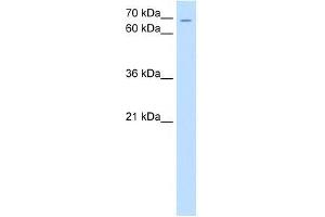 ZNF131 antibody used at 0. (ZNF131 Antikörper  (N-Term))
