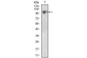 Western blot analysis using CD10 mouse mAb against LNCAP cell lysate. (MME Antikörper  (AA 52-246))