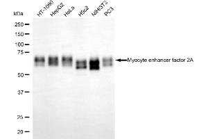 Western blotting analysis using myocyte enhancer factor 2A antibody (ABIN7799515). (Rekombinanter MEF2A Antikörper)
