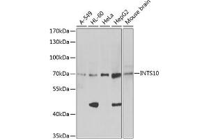 Western blot analysis of extracts of HeLa cells, using INTS10 antibody (ABIN6129778, ABIN6142484, ABIN6142486 and ABIN6217410) at 1:1046 dilution.