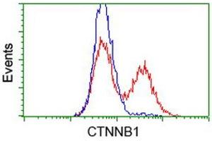 HEK293T cells transfected with either RC208947 overexpress plasmid (Red) or empty vector control plasmid (Blue) were immunostained by anti-CTNNB1 antibody (ABIN2454166), and then analyzed by flow cytometry. (CTNNB1 Antikörper)