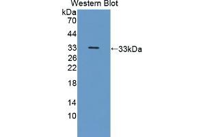 Detection of Recombinant NRP2, Human using Polyclonal Antibody to Neuropilin 2 (NRP2) (NRP2 Antikörper  (AA 231-490))