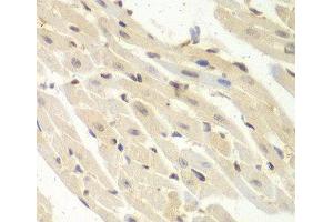 Immunohistochemistry of paraffin-embedded Mouse heart using PSME1 Polyclonal Antibody at dilution of 1:100 (40x lens). (PSME1 Antikörper)