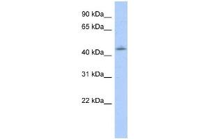 Western Blotting (WB) image for anti-Orthodenticle Homeobox 1 (OTX1) antibody (ABIN2458361)
