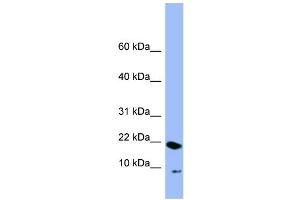 WB Suggested Anti-PIN4  Antibody Titration: 0. (PIN4 Antikörper  (N-Term))