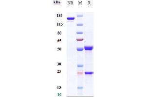 Anti-PMEL Reference Antibody (Genentech anti-PMEL17) on SDS-PAGE under reducing (R) condition.