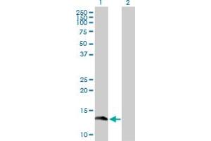 Western Blot analysis of GEMIN7 expression in transfected 293T cell line by GEMIN7 MaxPab polyclonal antibody.