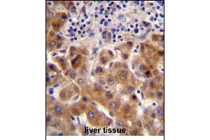 PSORS1C1 Antibody (N-term) (ABIN657118 and ABIN2846264) immunohistochemistry analysis in formalin fixed and paraffin embedded human liver tissue followed by peroxidase conjugation of the secondary antibody and DAB staining. (PSORS1C1 Antikörper  (N-Term))